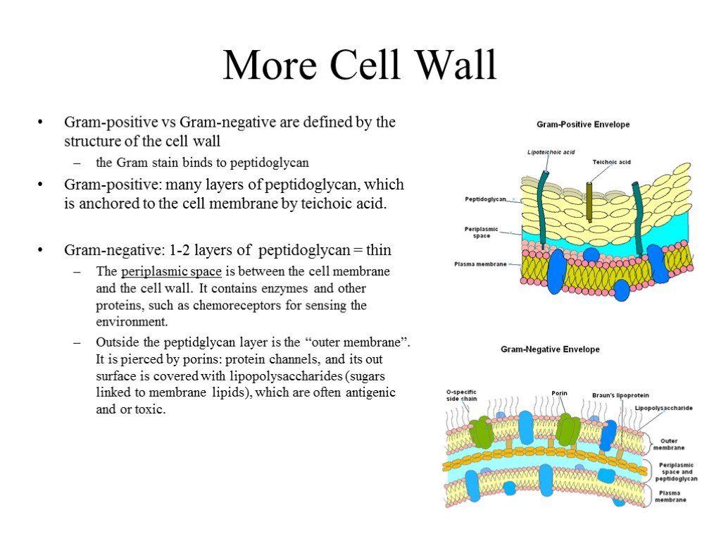 More Cell Wall Gram-positive vs Gram-negative are defined by the structure of the cell